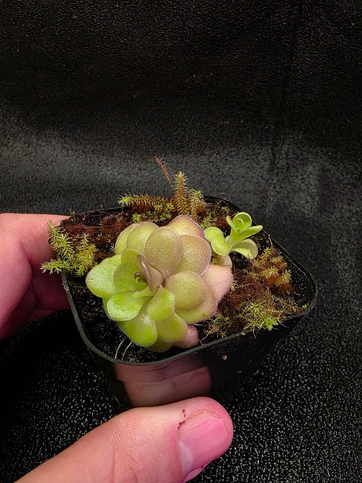 Pinguicula Hanka #01