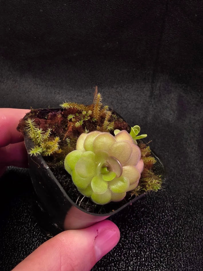 Pinguicula Hanka #01