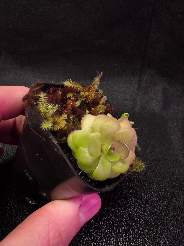 Pinguicula Hanka #01