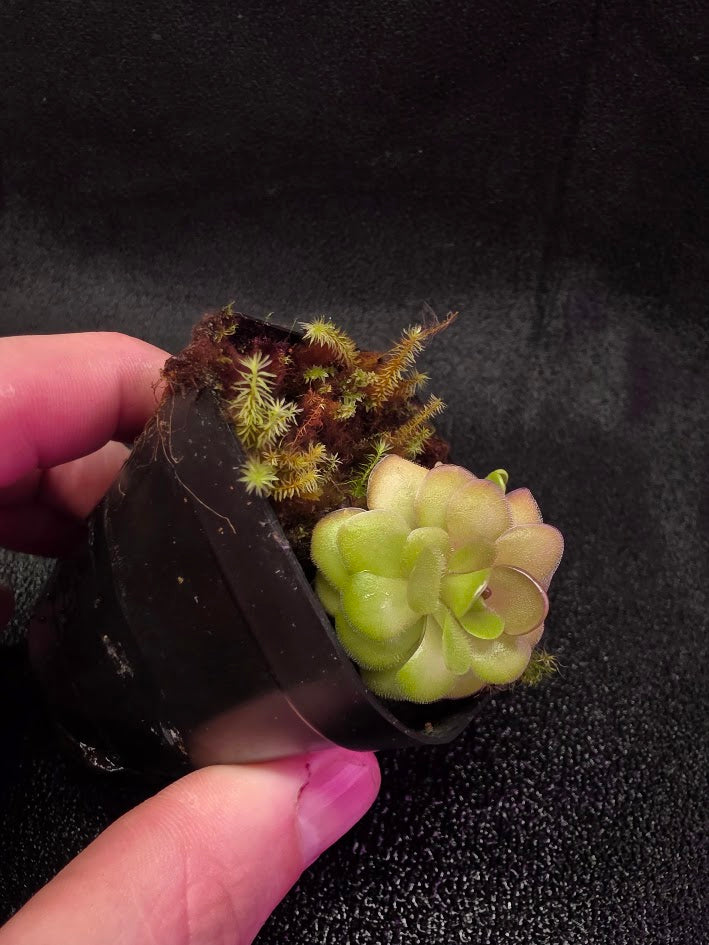 Pinguicula Hanka #01