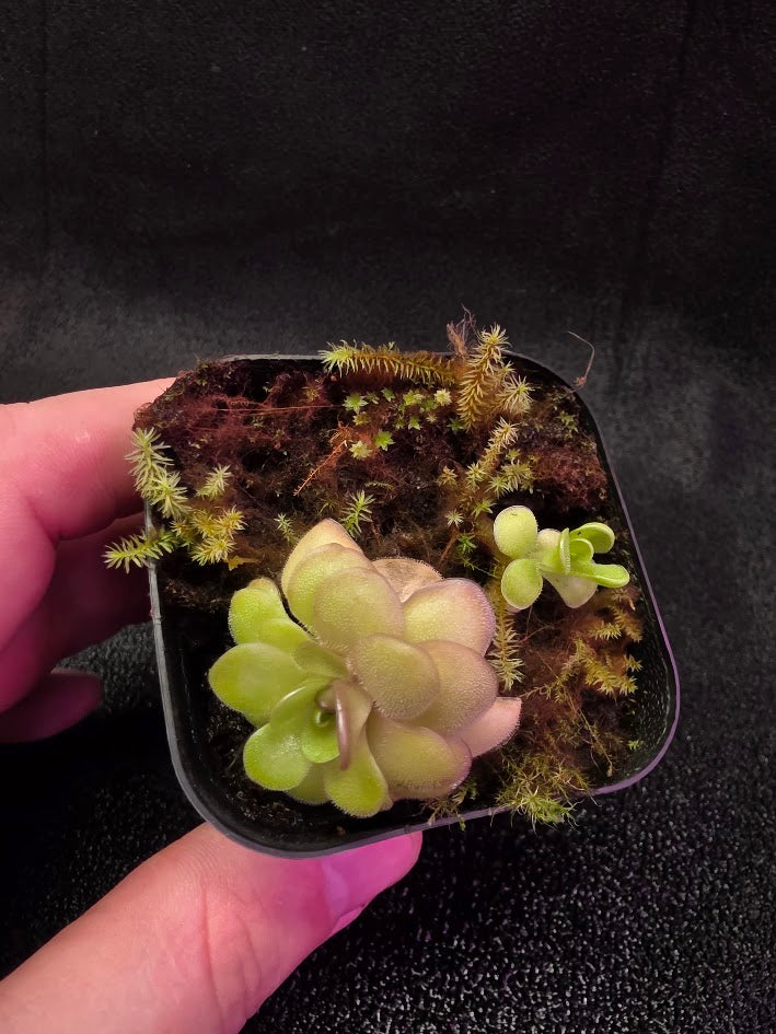 Pinguicula Hanka #01