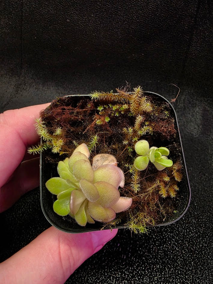 Pinguicula Hanka #01