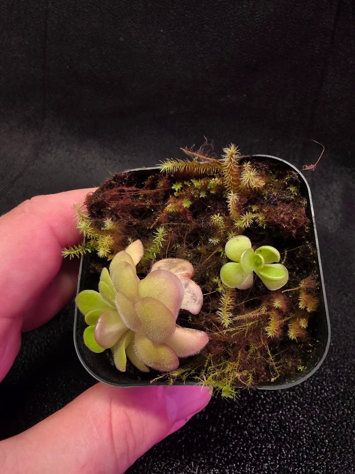 Pinguicula Hanka #01