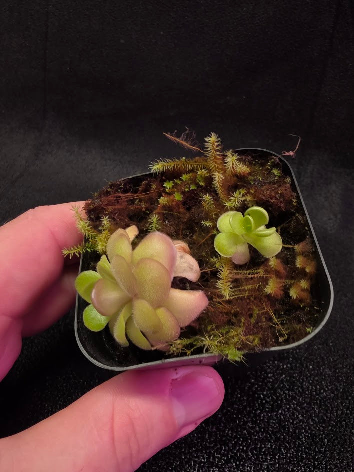 Pinguicula Hanka #01