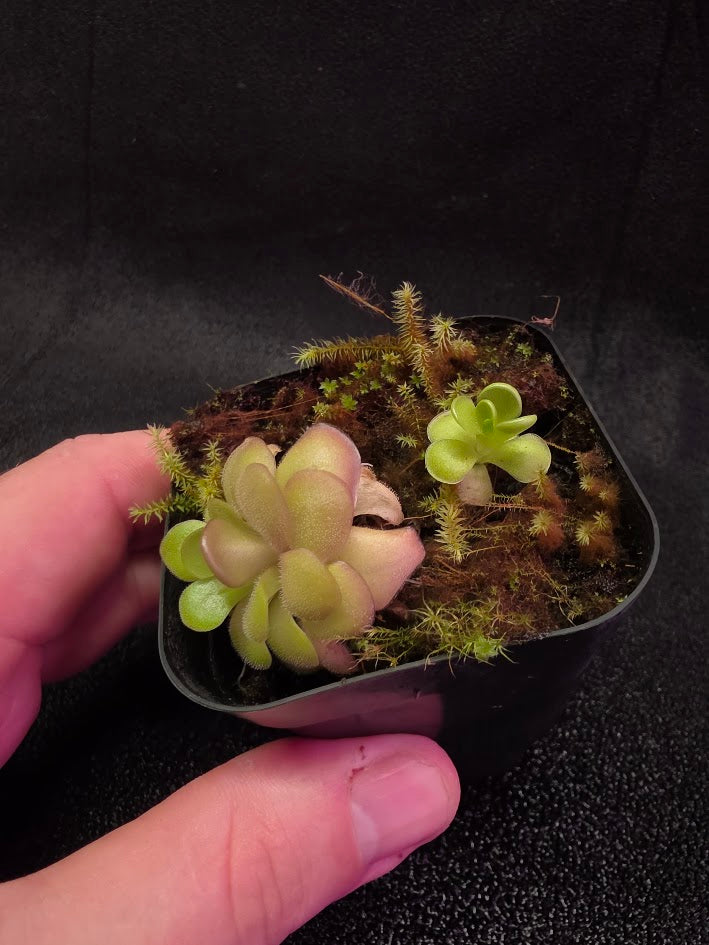 Pinguicula Hanka #01