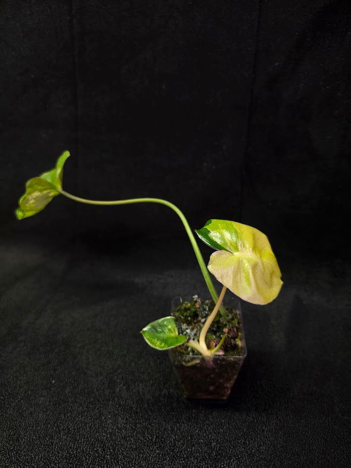 Philodendron Burle Marx Variegated #02