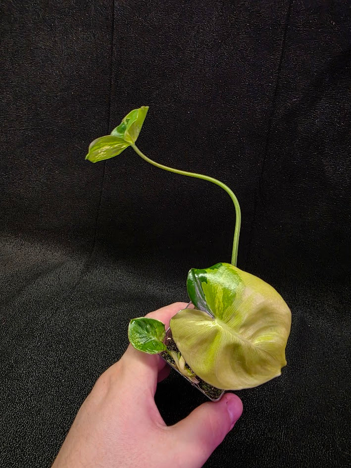 Philodendron Burle Marx Variegated #02