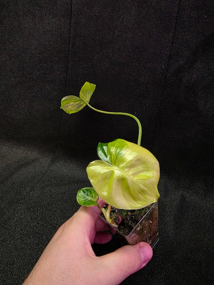 Philodendron Burle Marx Variegated #02