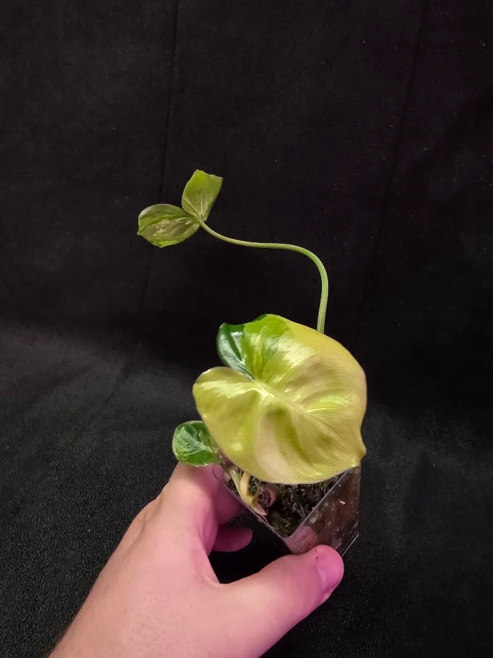 Philodendron Burle Marx Variegated #02