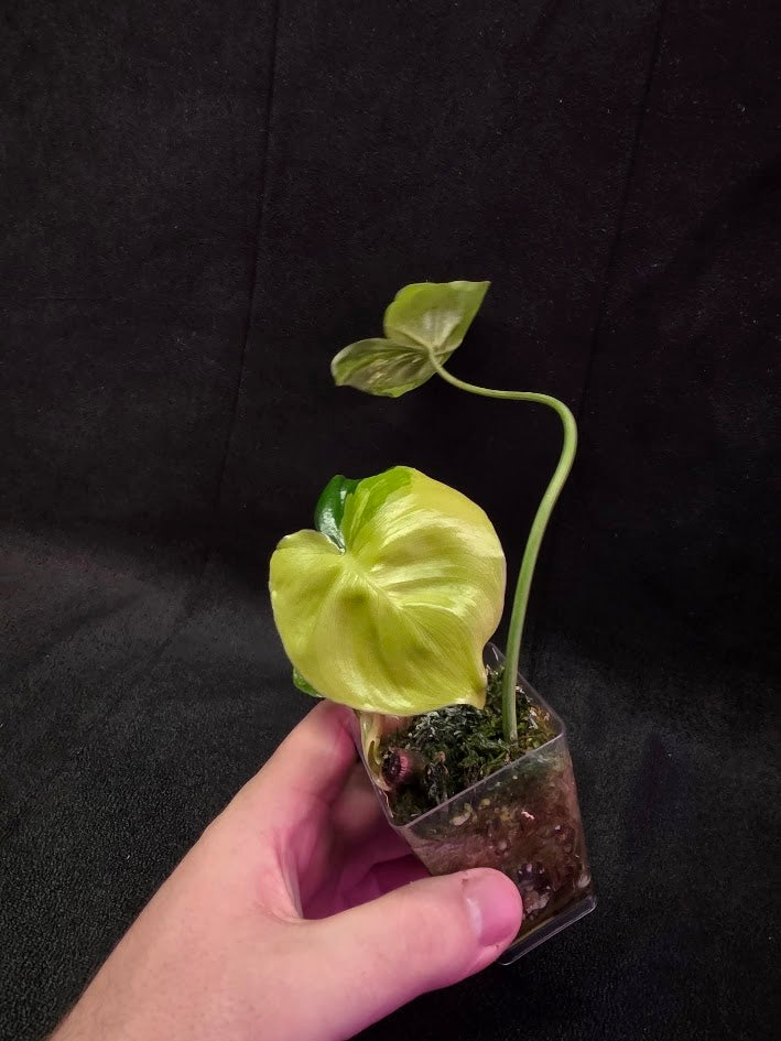 Philodendron Burle Marx Variegated #02