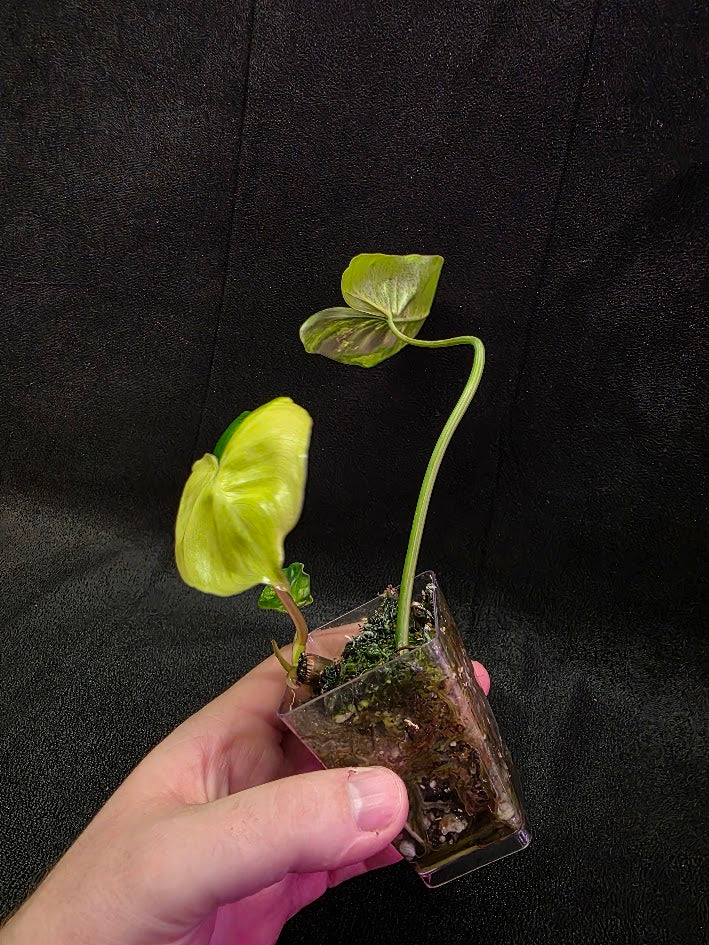 Philodendron Burle Marx Variegated #02