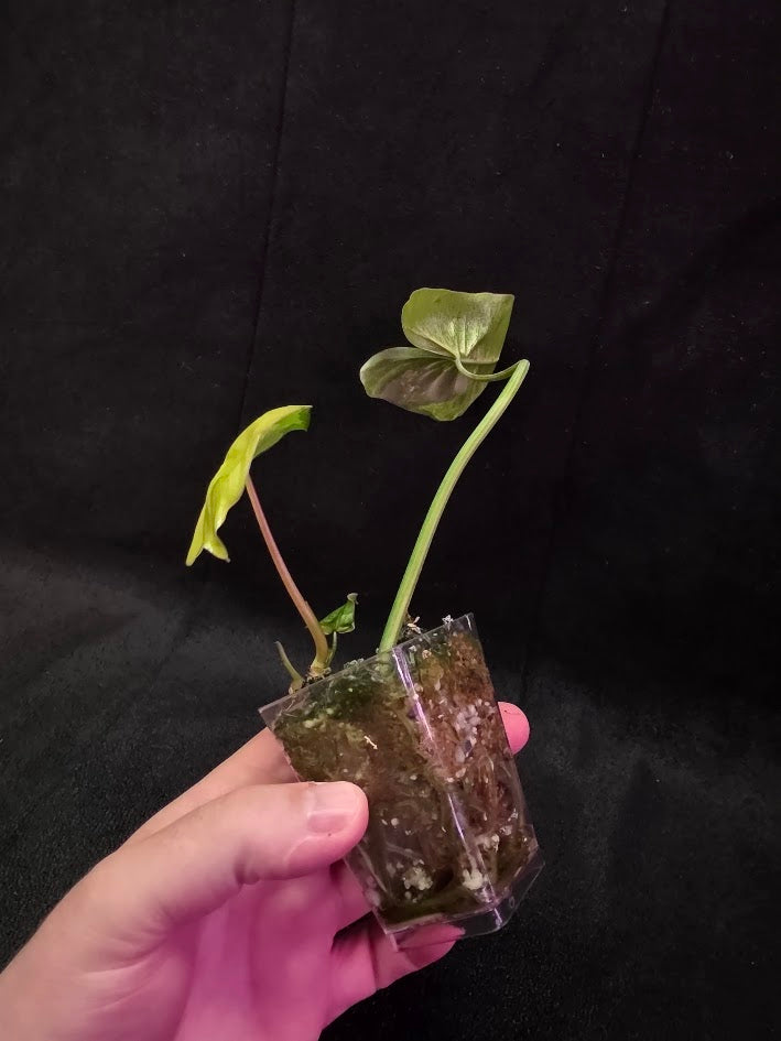 Philodendron Burle Marx Variegated #02