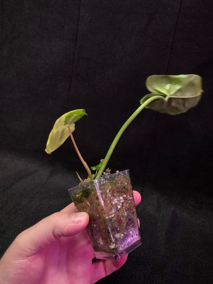 Philodendron Burle Marx Variegated #02