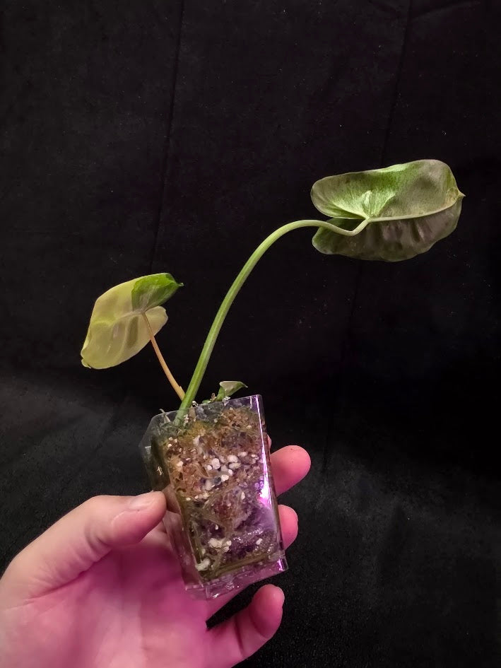 Philodendron Burle Marx Variegated #02