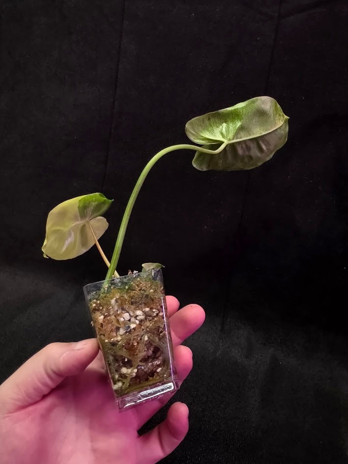 Philodendron Burle Marx Variegated #02
