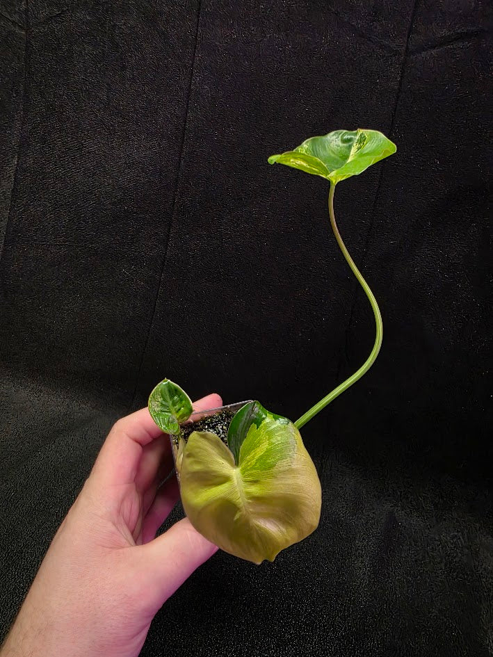 Philodendron Burle Marx Variegated #02