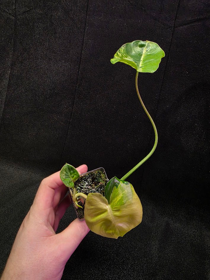 Philodendron Burle Marx Variegated #02