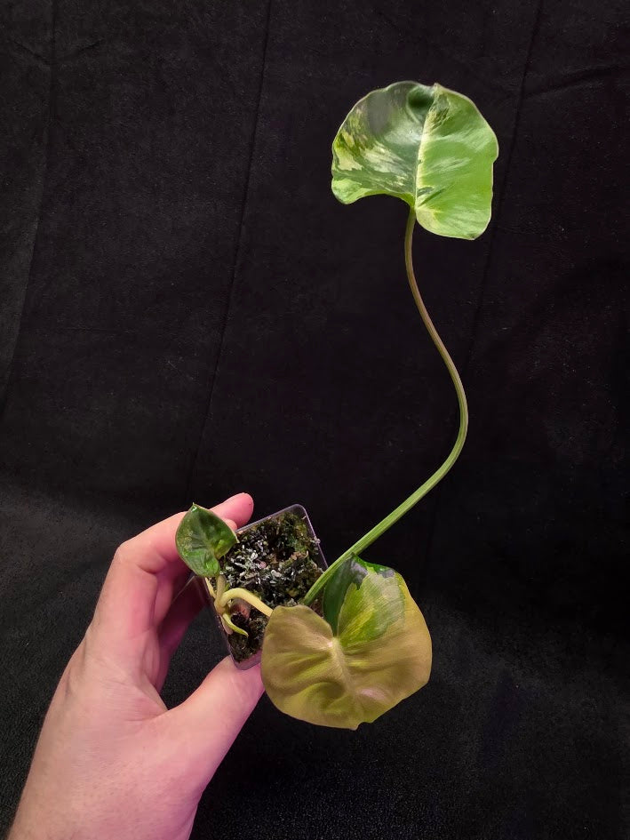 Philodendron Burle Marx Variegated #02