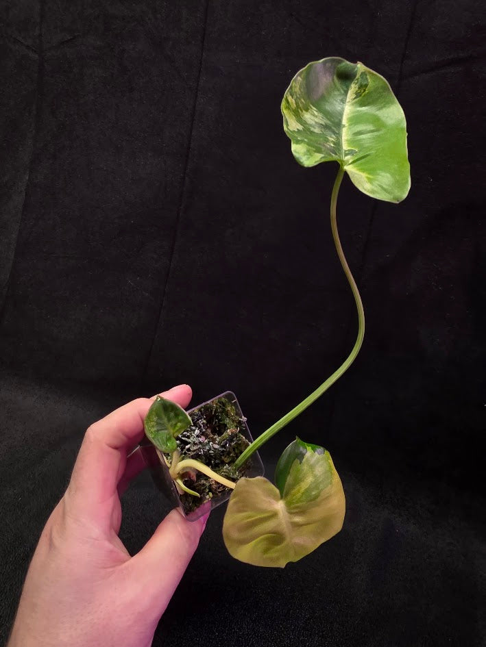 Philodendron Burle Marx Variegated #02
