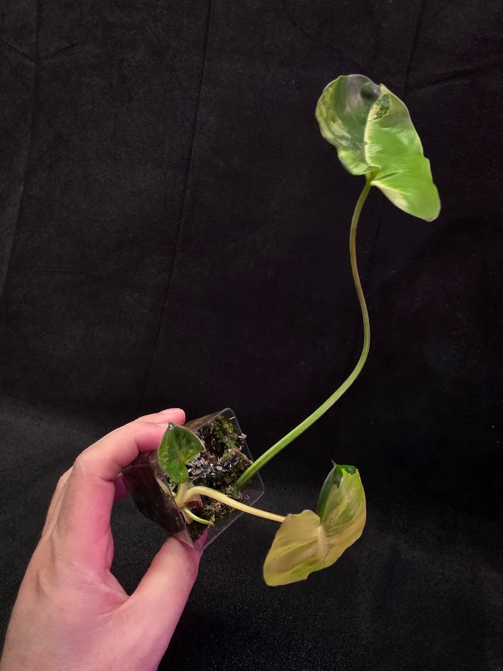 Philodendron Burle Marx Variegated #02
