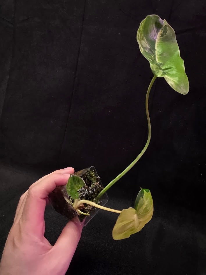 Philodendron Burle Marx Variegated #02