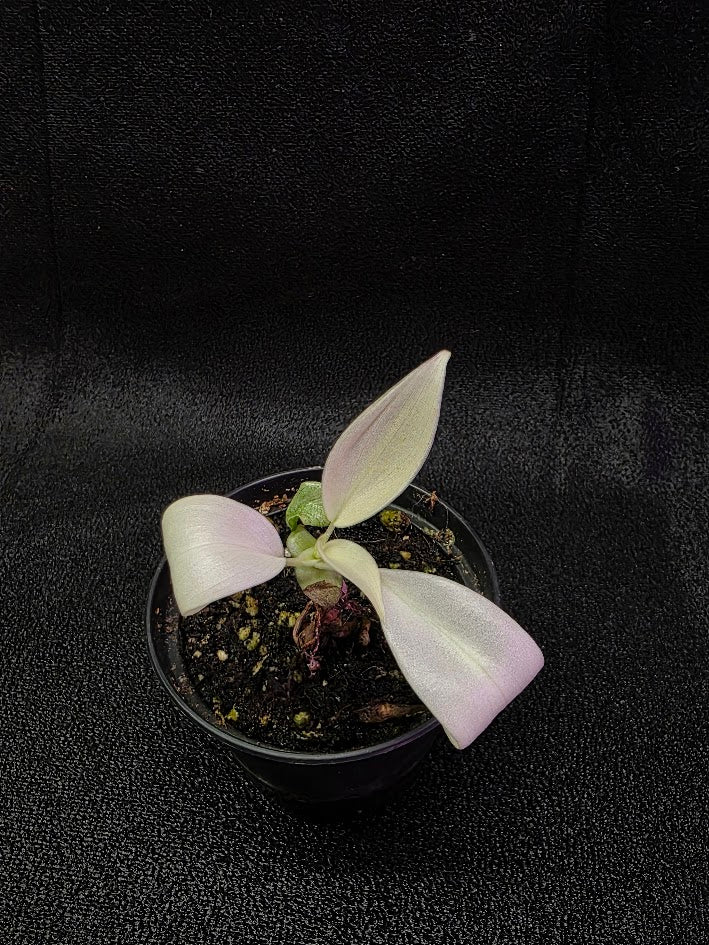 Philodendron Florida Ghost #02