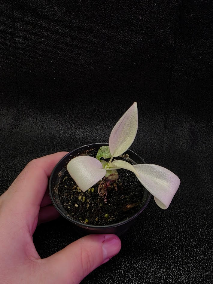 Philodendron Florida Ghost #02