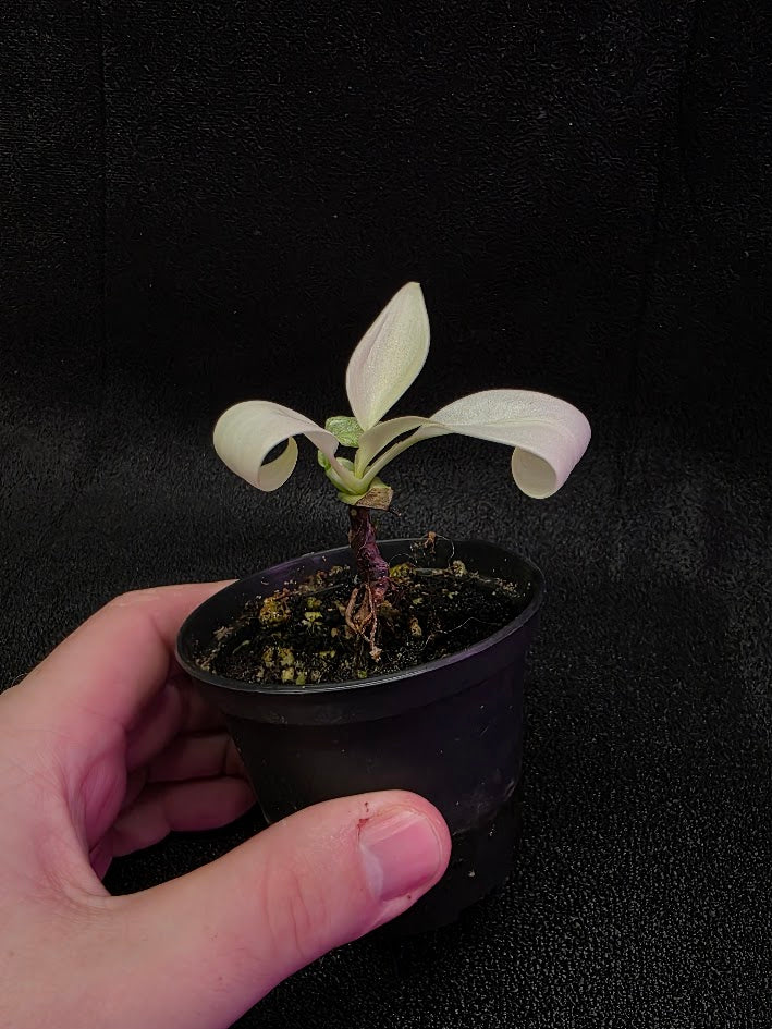 Philodendron Florida Ghost #02