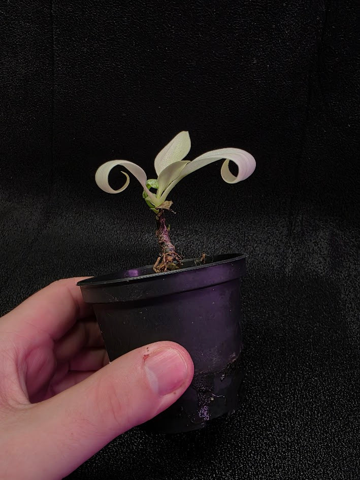 Philodendron Florida Ghost #02