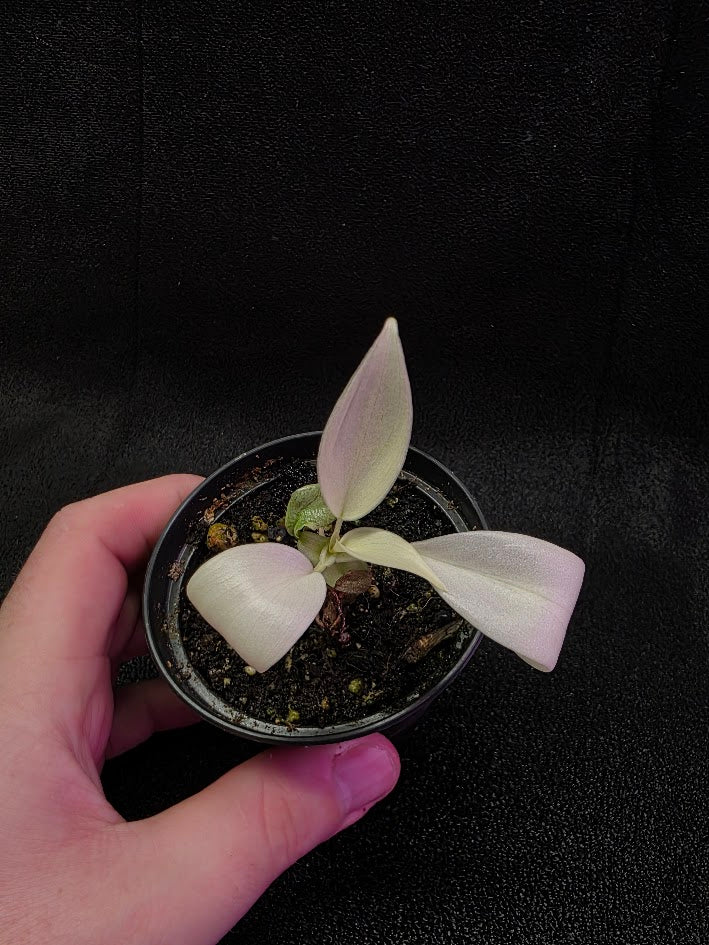 Philodendron Florida Ghost #02