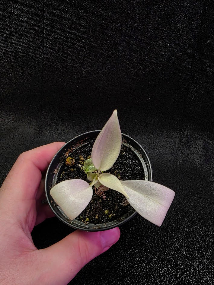 Philodendron Florida Ghost #02