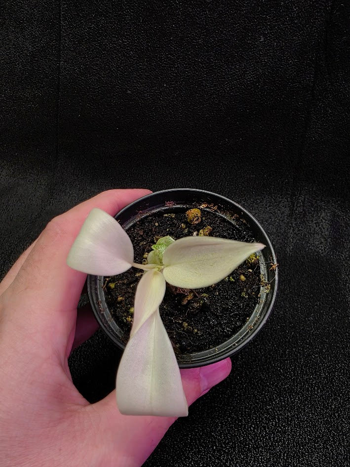 Philodendron Florida Ghost #02