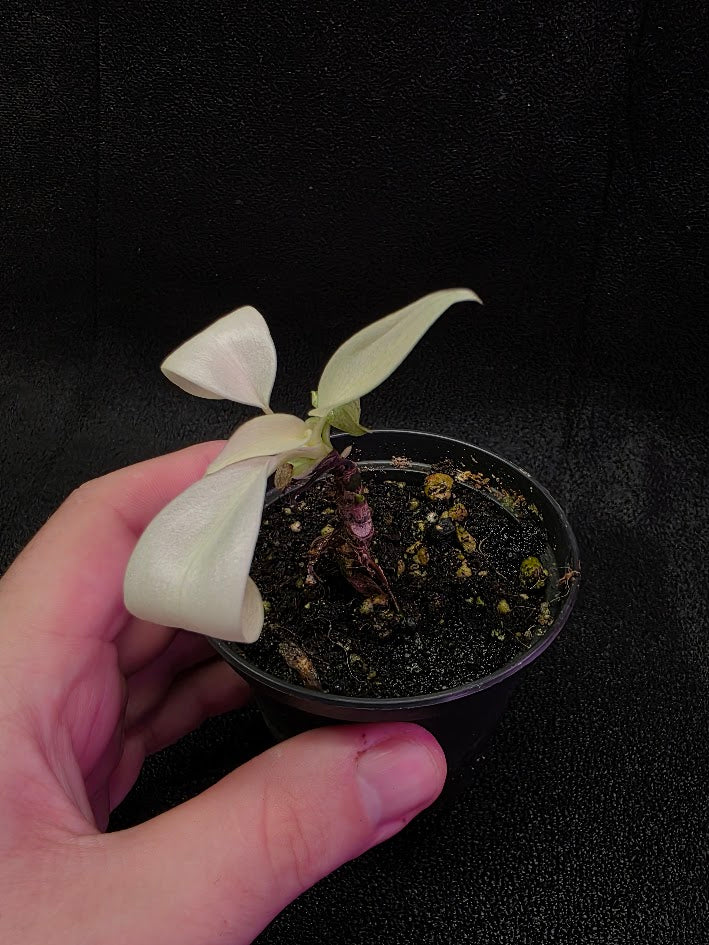 Philodendron Florida Ghost #02