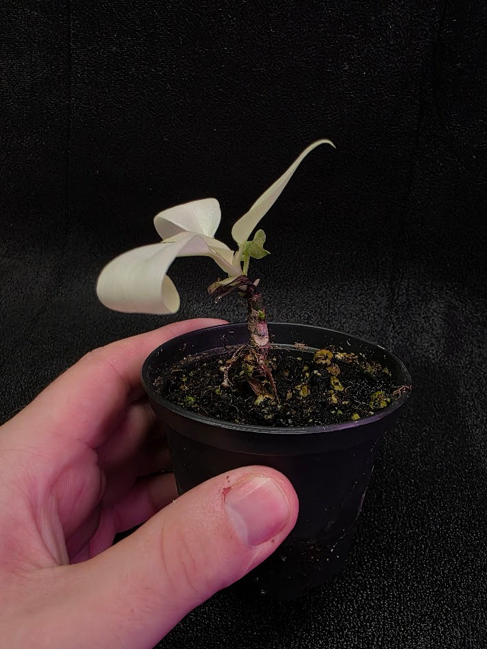 Philodendron Florida Ghost #02