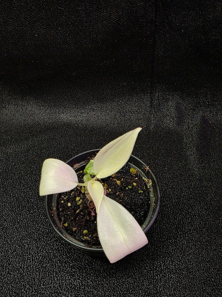 Philodendron Florida Ghost #02