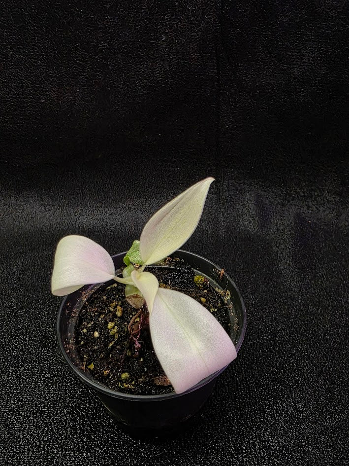 Philodendron Florida Ghost #02