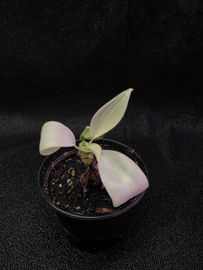 Philodendron Florida Ghost #02