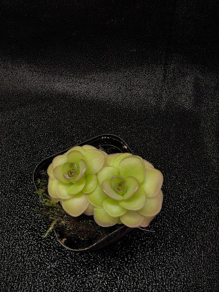 Pinguicula Hanka #02