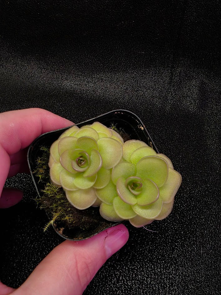 Pinguicula Hanka #02