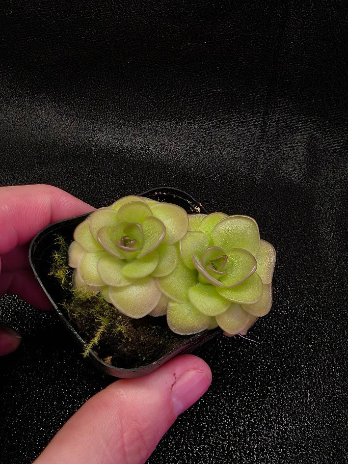 Pinguicula Hanka #02