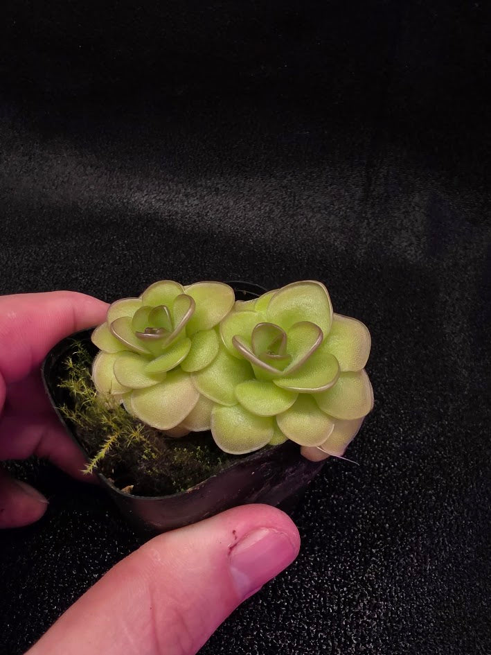 Pinguicula Hanka #02