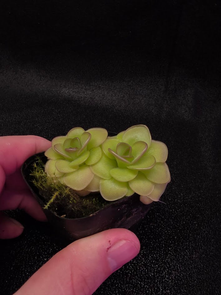 Pinguicula Hanka #02