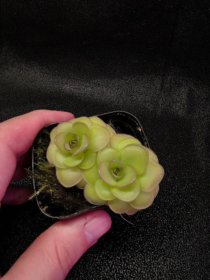 Pinguicula Hanka #02