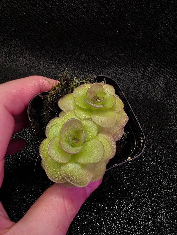 Pinguicula Hanka #02