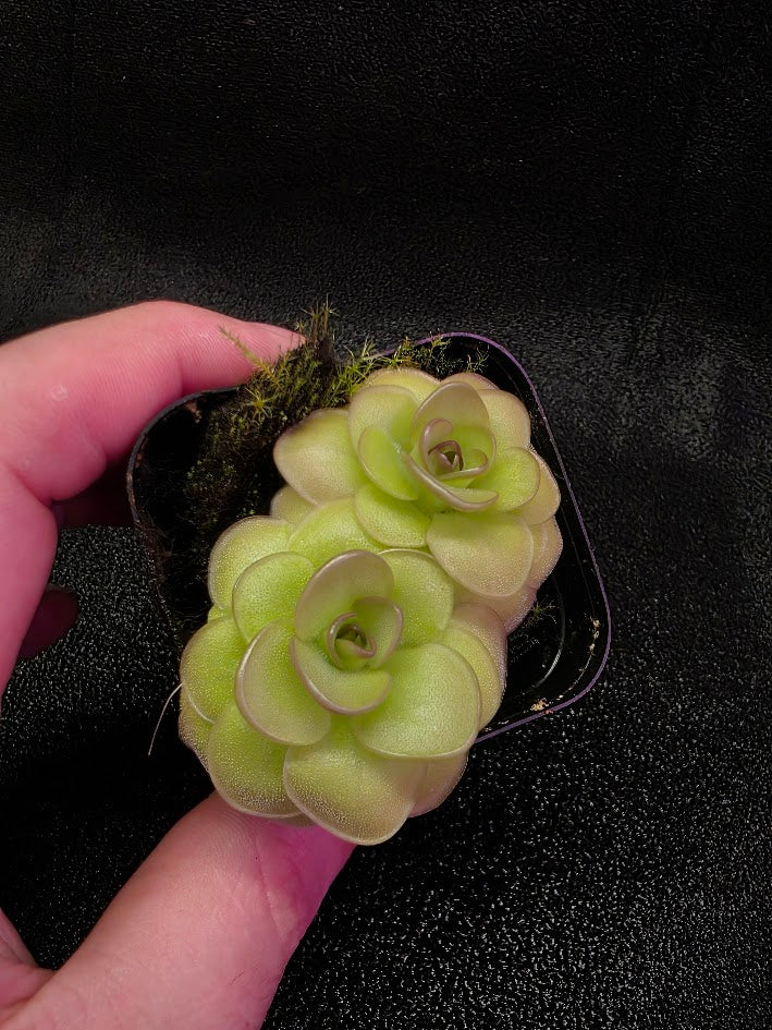 Pinguicula Hanka #02