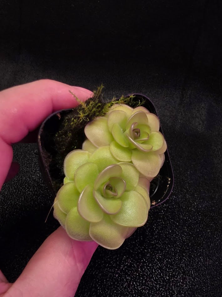 Pinguicula Hanka #02