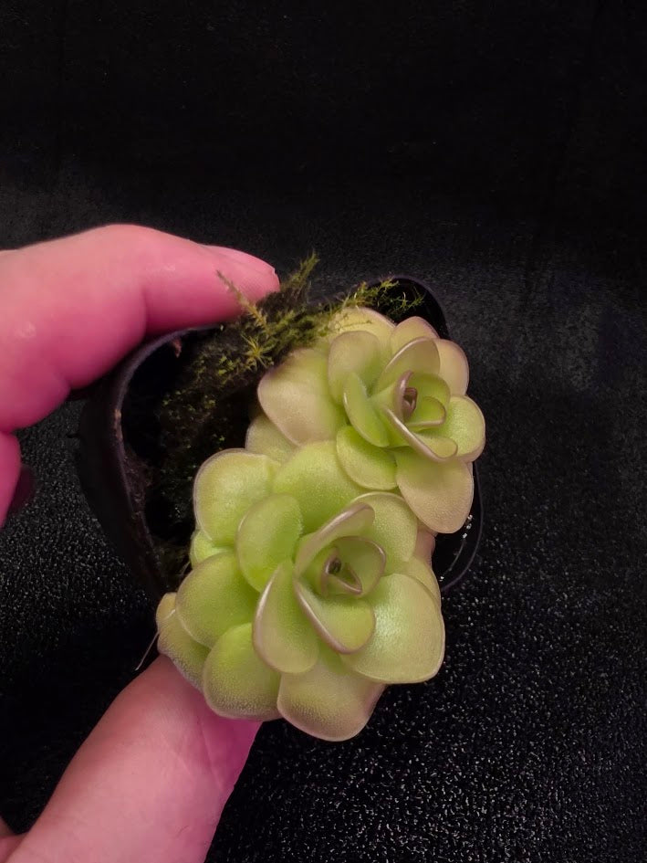 Pinguicula Hanka #02