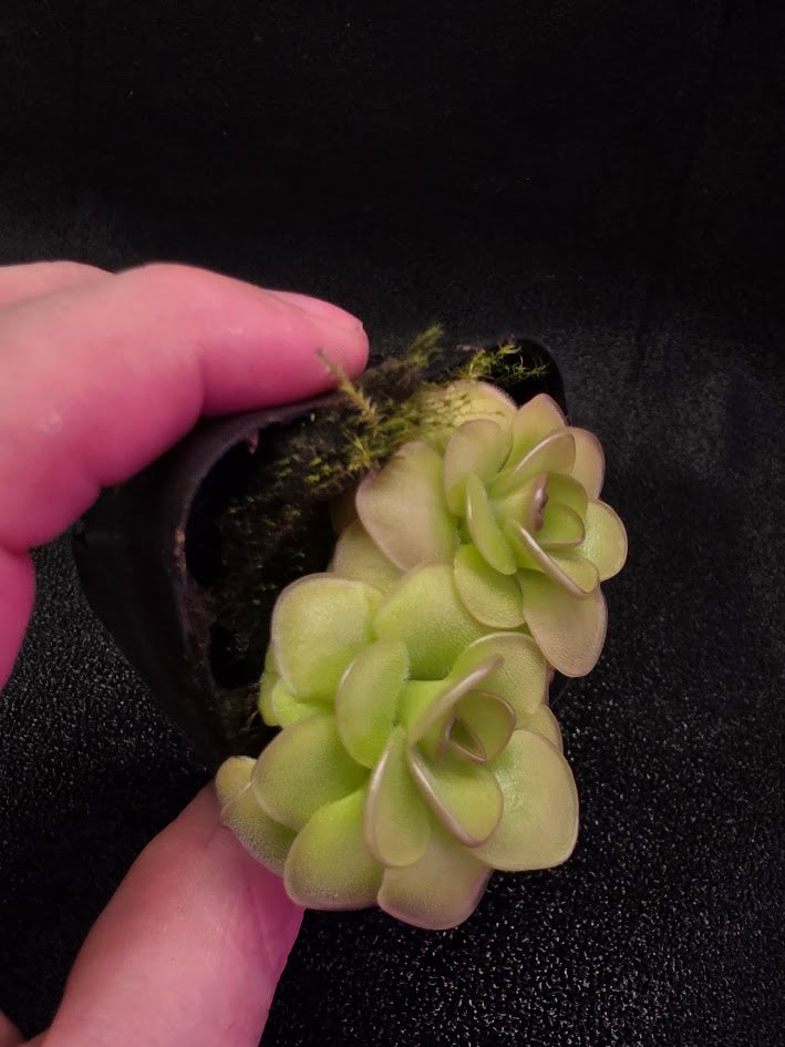 Pinguicula Hanka #02