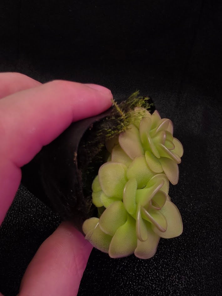 Pinguicula Hanka #02