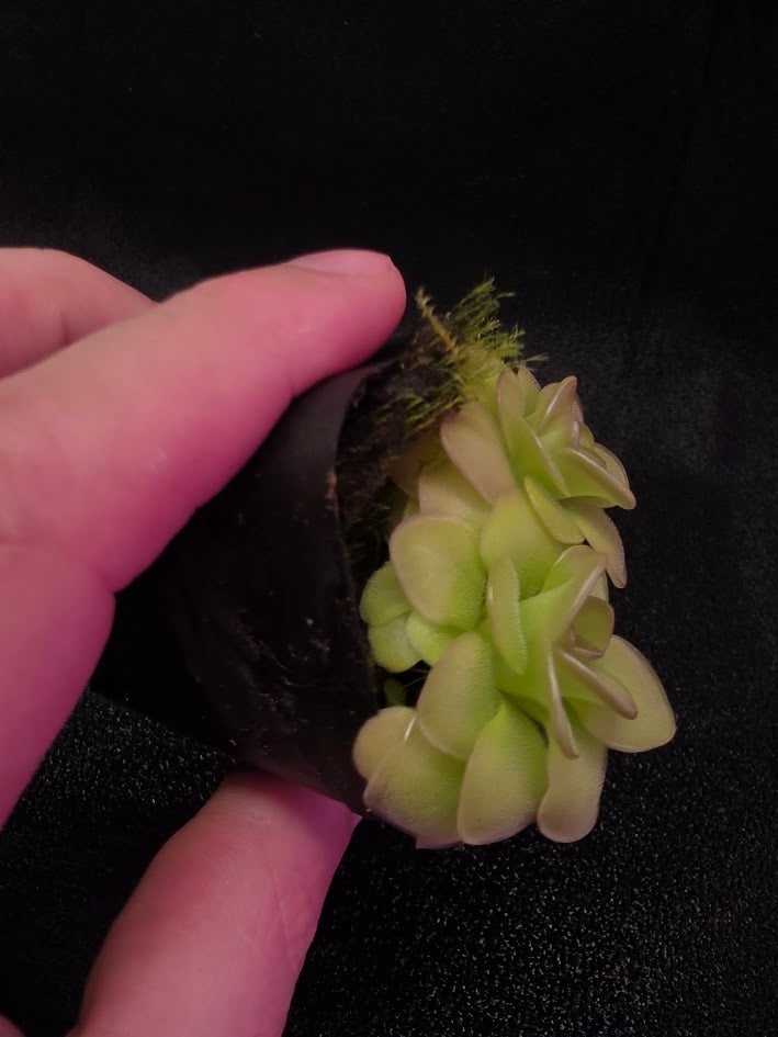 Pinguicula Hanka #02